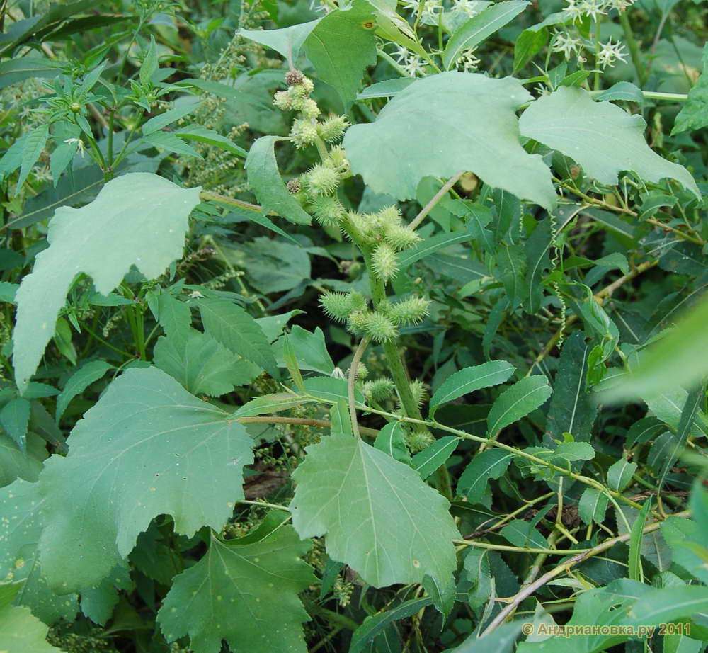 ��������� ������������