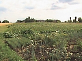 (1)