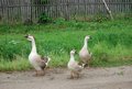 ���� � ������ ��� �������...